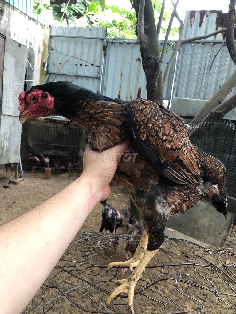 Gà mái nòi. Mua bán Gà tại Thị xã Điện Bàn Quảng Nam được đăng bởi bonbon hình 1