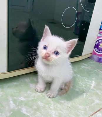 mèo lai - có 3 con- 1 tháng tuổi.. Mua bán Mèo tại Huyện Bình Chánh Tp Hồ Chí Minh được đăng bởi Ngân