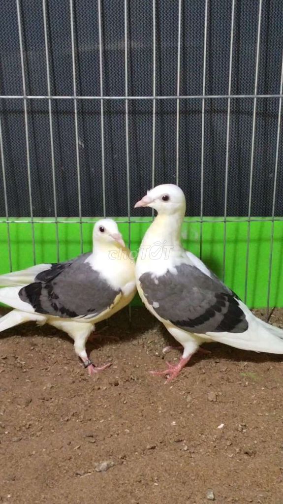 Thái cánh màu xàm. Mua bán Chim tại Huyện Tam Bình Vĩnh Long được đăng bởi Tran Van Dep hình 1
