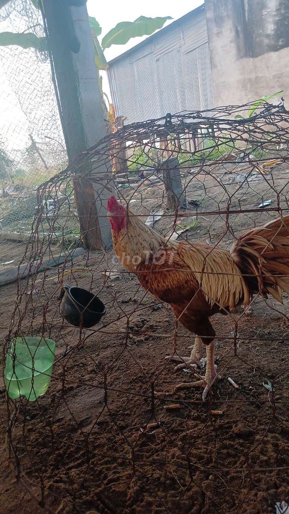 Gà chọi 3.1kg Đực mất 1 móng. Mua bán Gà tại Huyện Thanh Bình Đồng Tháp được đăng bởi hehe hình 1