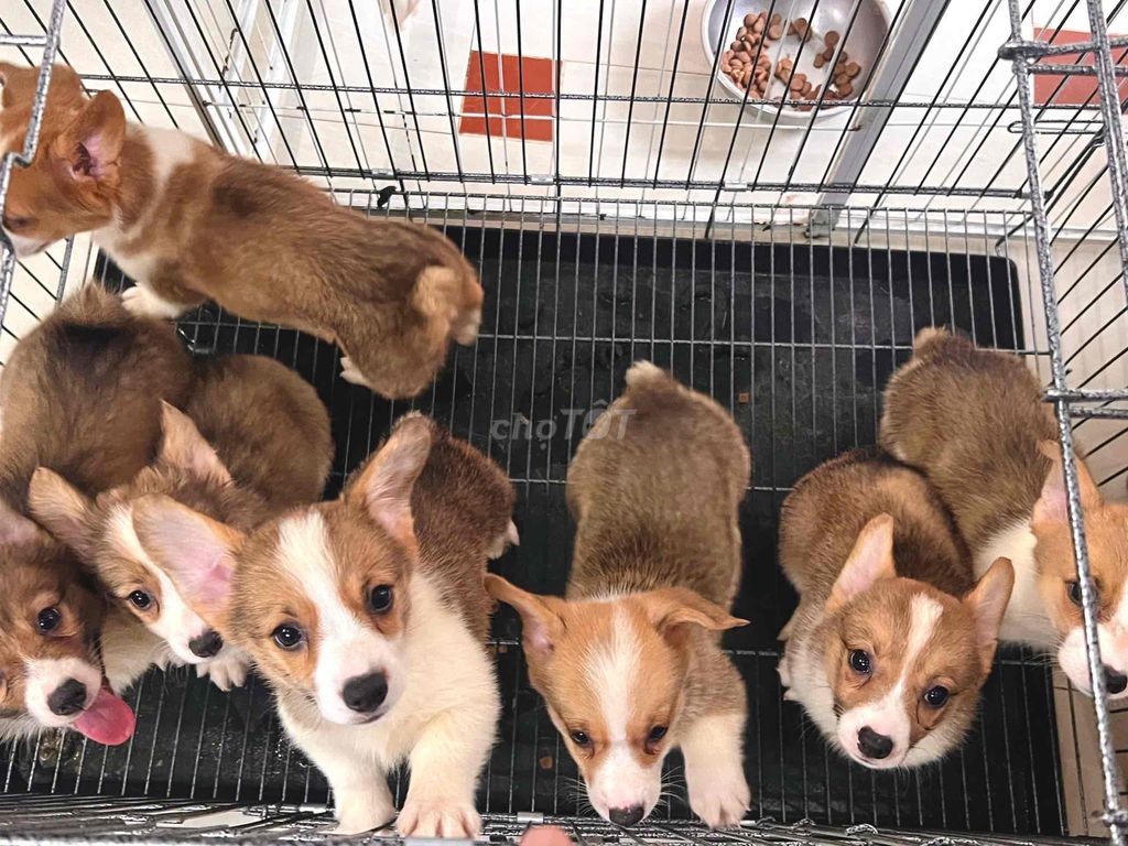 Chó Corgi 2.5 tháng tuổi