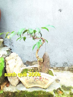 Cây cảnh bonsai mini. Mua bán Cây cảnh, đồ trang trí tại Huyện Chương Mỹ Hà Nội được đăng bởi Xuân Dũng 