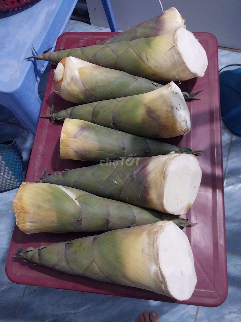 Măng tre nhà trồng 8 mục 20k ký, lấy hết bớt ạ. Mua bán Đồ ăn, thực phẩm và các loại khác tại Quận Bình Thuỷ Cần Thơ được đăng bởi GÀ TRE CẦN THƠ hình 1