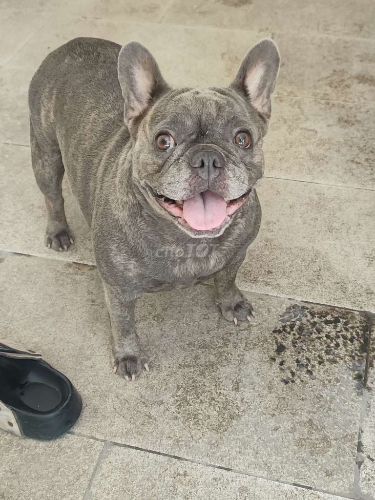 Chó French Bulldog cái. Mua bán Chó tại Quận Hà Đông Hà Nội được đăng bởi Duc  hình 1
