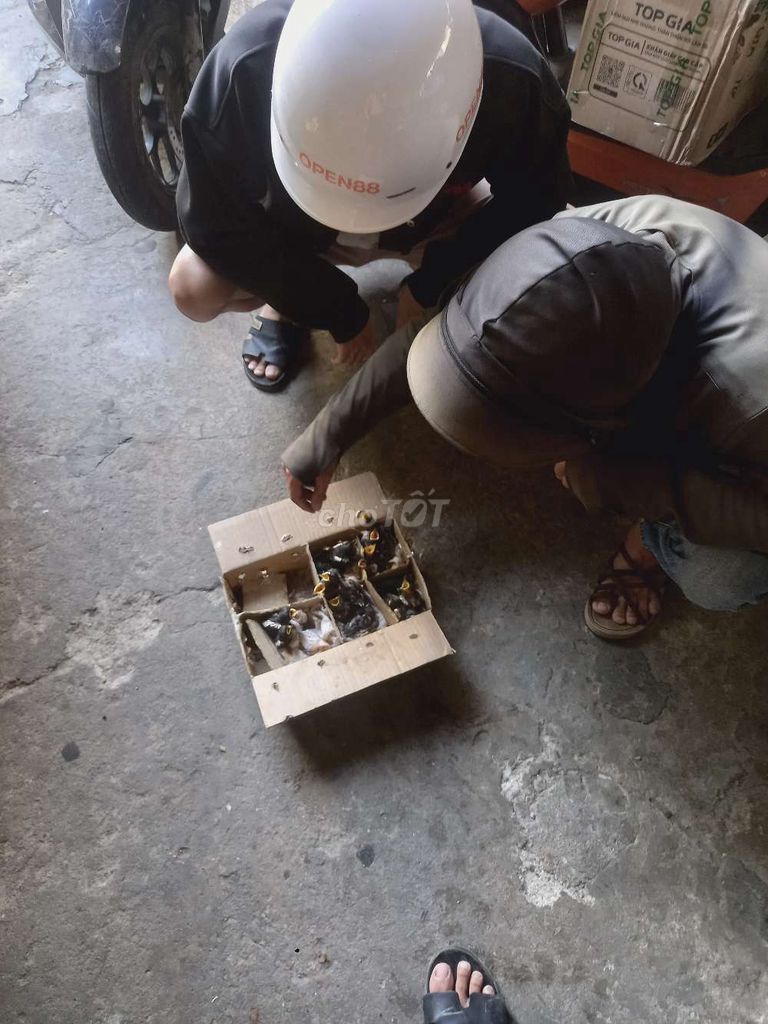 Chim chòe than non. Mua bán Chim tại Quận Liên Chiểu Đà Nẵng được đăng bởi Pham Huy11 hình 1