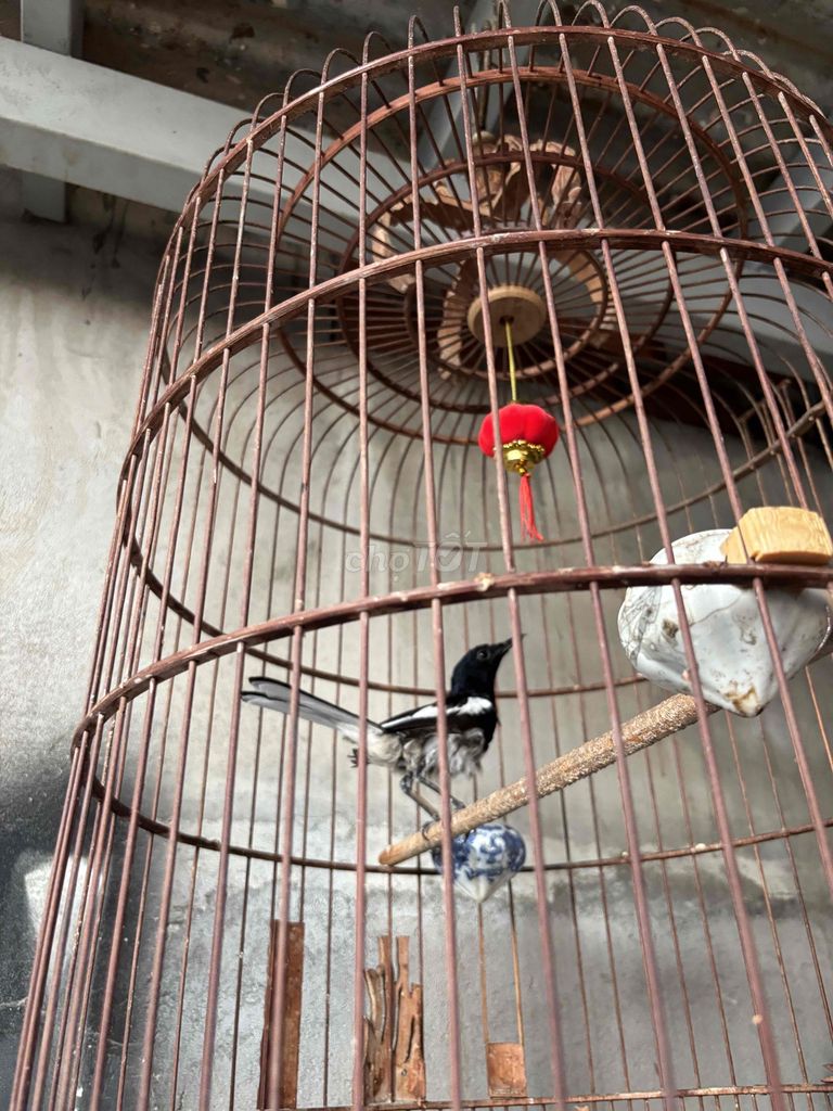 Chim Than. Mua bán Chim tại Thành phố Vũng Tàu Bà Rịa - Vũng Tàu được đăng bởi dang nguyen hình 1