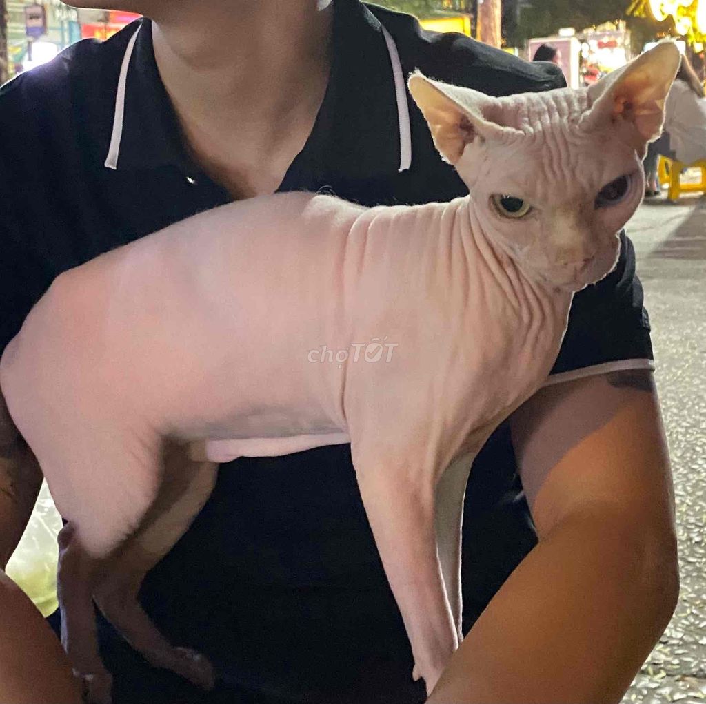 Mèo Sphynx Hồng nhạt mắt hai màu. Mua bán Mèo tại Quận Bình Thạnh Tp Hồ Chí Minh được đăng bởi Tiến Trần hình 1