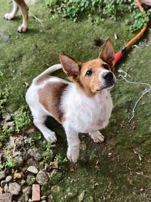Chó cỏ cái 3 tháng tuổi