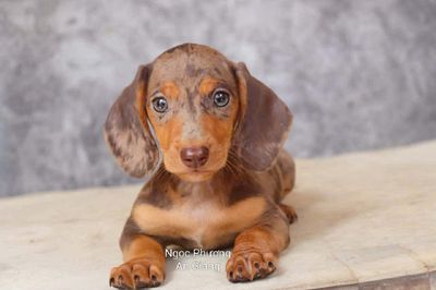 Chó Lạp xưởng đực 2 tháng