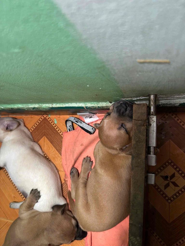 Mình còn 3 bé tròn tháng cần rã đàn. Mua bán Chó tại Quận 3 Tp Hồ Chí Minh được đăng bởi Kỳ Kỳ hình 3