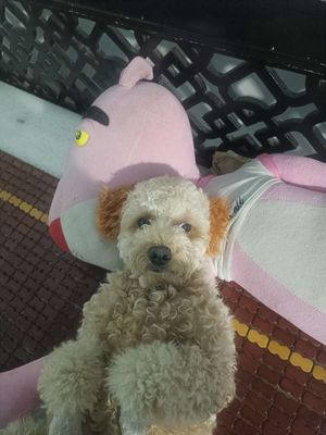 Chó Poodle cái đã tiêm ngừa