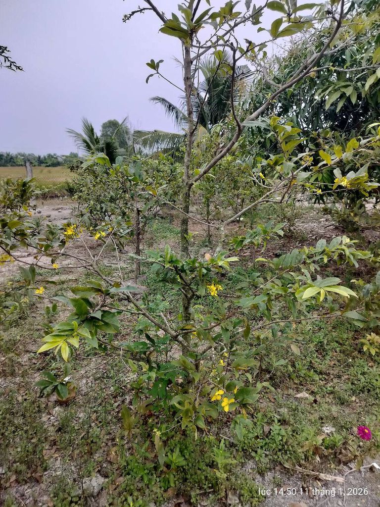 Mai vàng mai tứ quí đã hơn 10 năm ai cần đến nhà l. Mua bán Cây cảnh, đồ trang trí tại Huyện Cần Giuộc Long An được đăng bởi TayNinhProLA hình 1