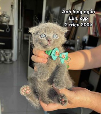 Đàn Mèo ALN Lùn Siêu Cute. Mua bán Mèo tại Thành phố Thủ Đức Tp Hồ Chí Minh được đăng bởi Mây