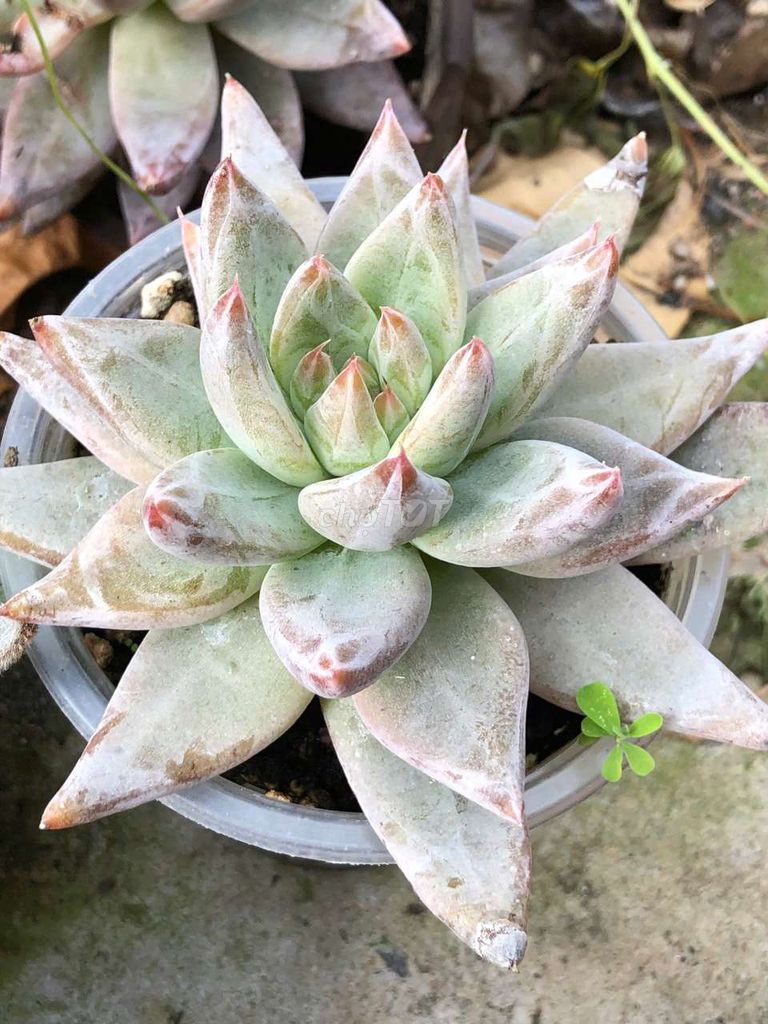 Sen đá Guốc. Mua bán Cây cảnh, đồ trang trí tại Huyện Cầu Ngang Trà Vinh được đăng bởi Nguyễn Trần Hoài Phong  hình 1