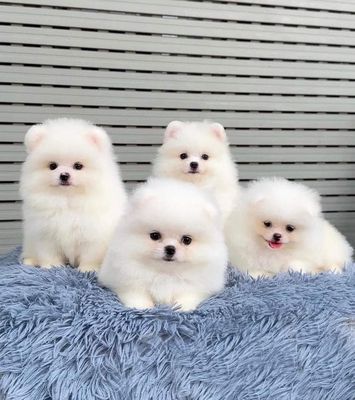 bán chó Phốc sóc pom tại shop130 đường 2/9 đà nẵng. Mua bán Chó tại Quận Hải Châu Đà Nẵng được đăng bởi Chó Cảnh Đà Nẵng 130 đường 2 9 