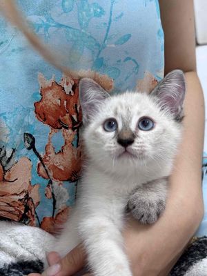 Mèo Hyma cái 2 tháng nhà đẻ