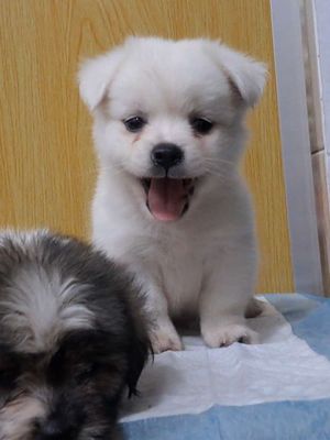 Chó Phốc lai Shih Tzu bé xíu vài lạng