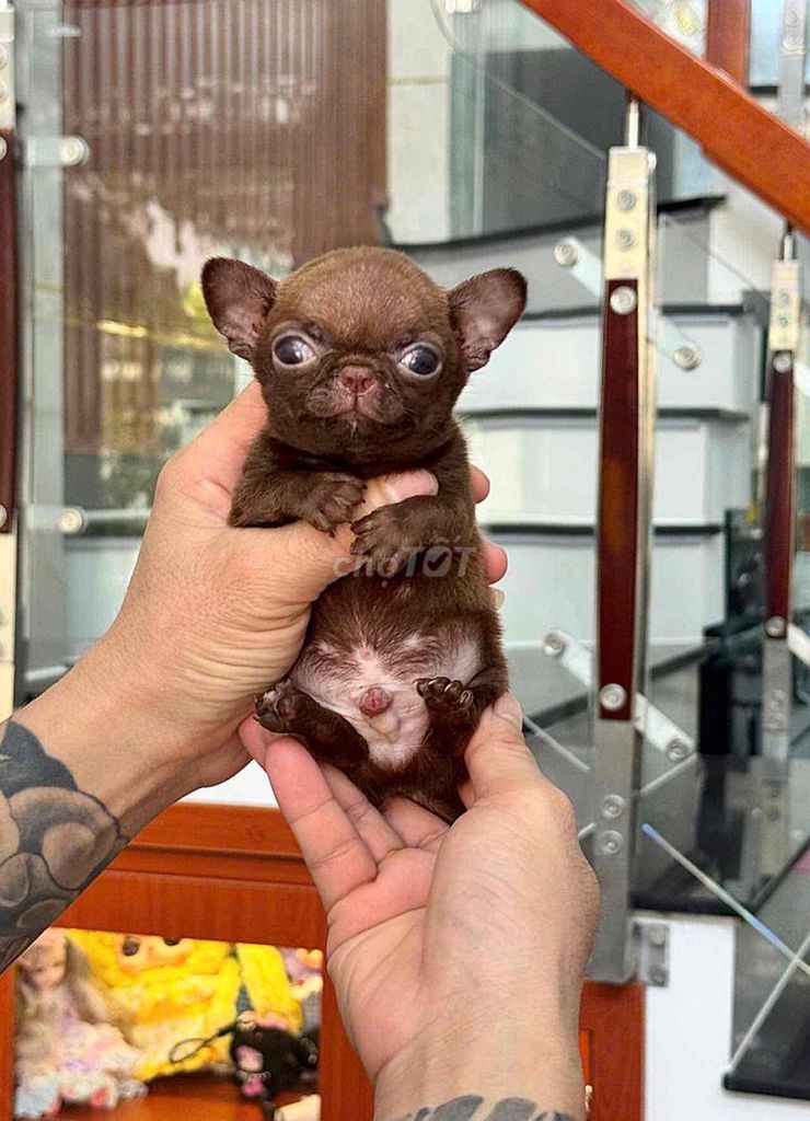 Chó Chihuahua choco đực. Mua bán Chó tại Quận Bình Tân Tp Hồ Chí Minh được đăng bởi Kyn hình 1