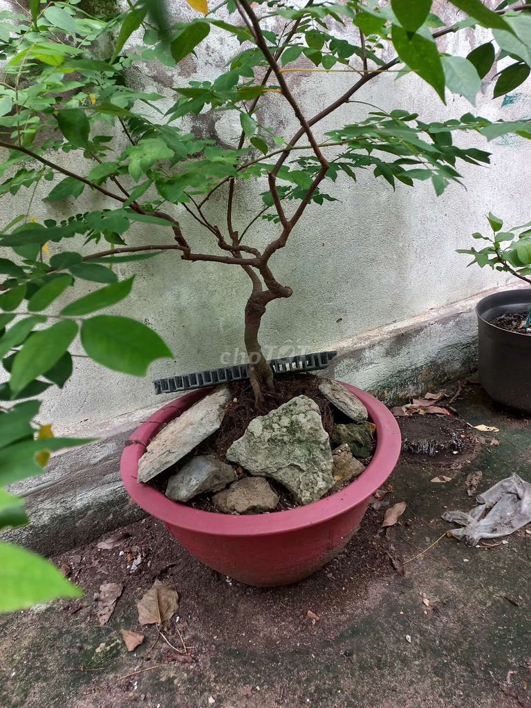 Cây cảnh Khế chua bon sai. Mua bán Cây cảnh, đồ trang trí tại Quận Bình Thạnh Tp Hồ Chí Minh được đăng bởi Minh Long hình 1