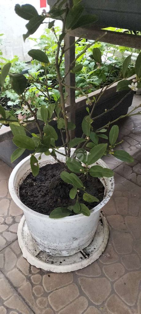 Cây giống Chanh ta Khỏe đẹp. Mua bán Cây cảnh, đồ trang trí tại Quận Tân Bình Tp Hồ Chí Minh được đăng bởi Pham Đinh Duyên hình 1