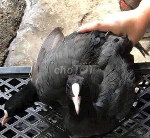 Gia cầm Sâm cầm Đen. Mua bán Thú cưng khác tại Quận Long Biên Hà Nội được đăng bởi tổng kho gia dụng  hình 1