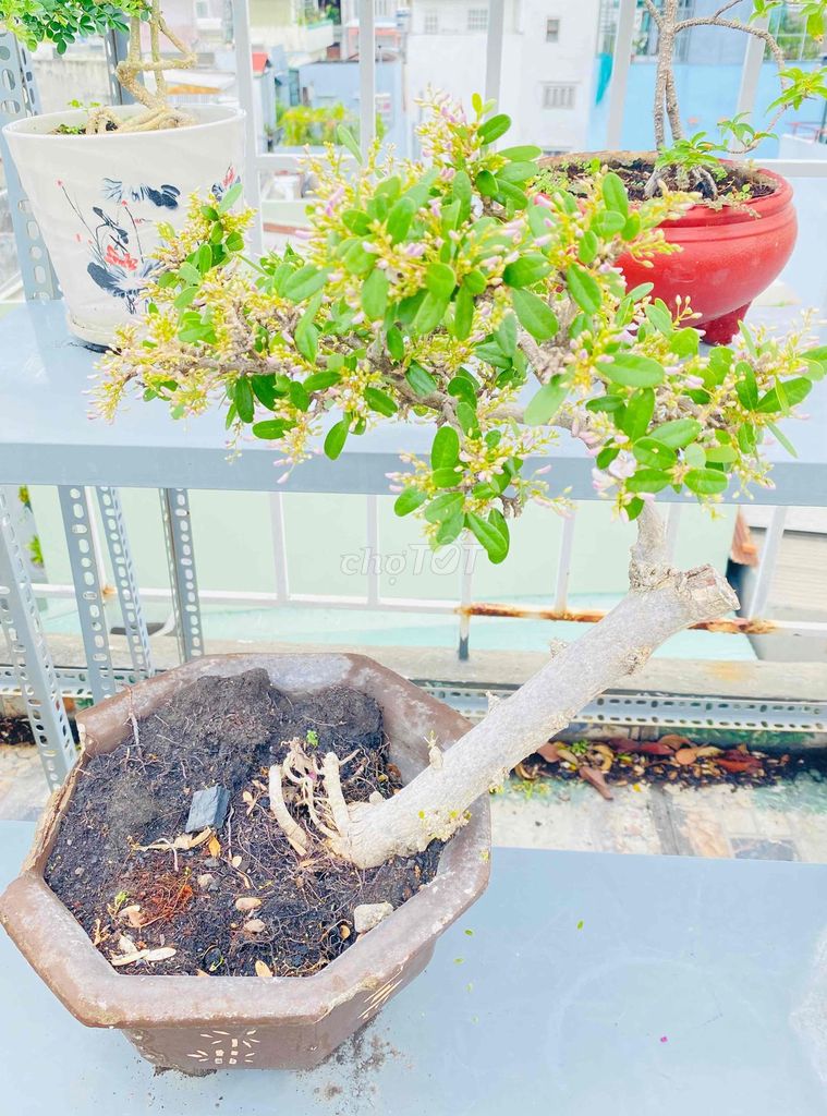 Bonsai Linh Sam Nghệ Thuật, Hoa Bay Trong Gió
