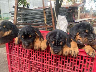 chó rottweiler ms3
