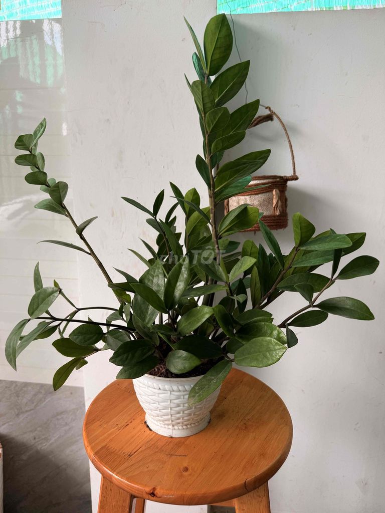 cây kim tiền đặt bàn làm việc. Mua bán Cây cảnh, đồ trang trí tại Thành phố Thủ Đức Tp Hồ Chí Minh được đăng bởi my my hình 3