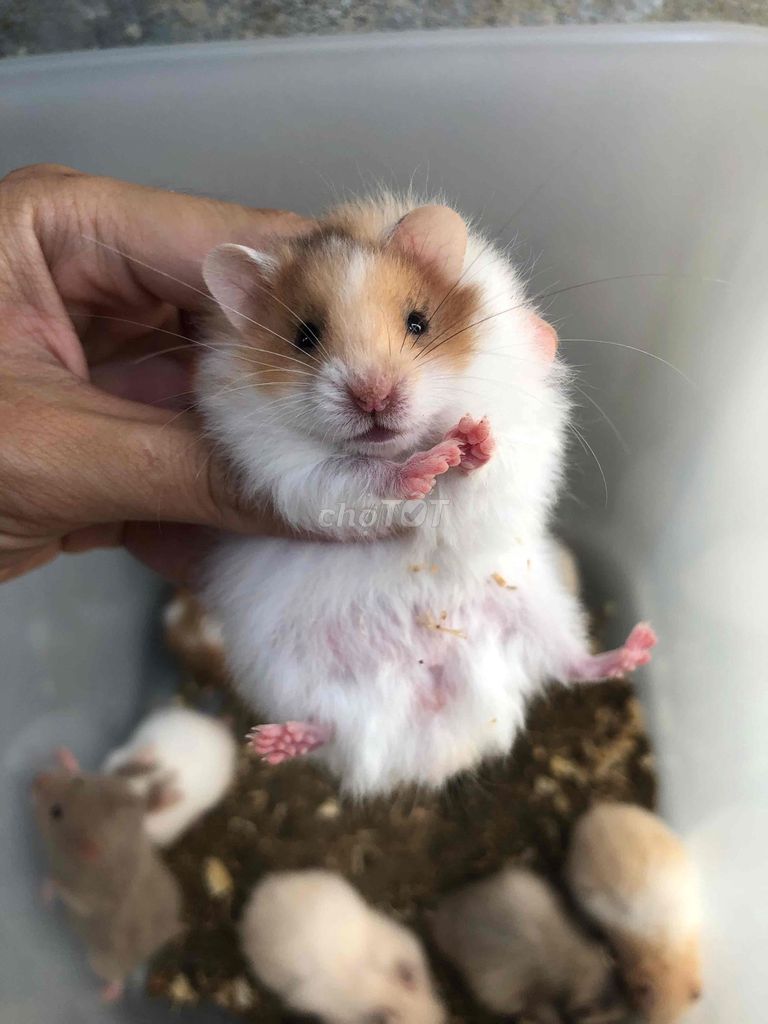 Chuột Hamster Bear xù Cam trắng Baby. Mua bán Thú cưng khác tại Quận Bình Tân Tp Hồ Chí Minh được đăng bởi Ở trọ bày đặt bán chụtt hình 1