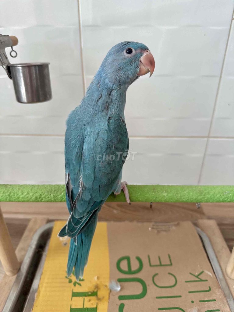 RingNeck Blue đậm . ăn bắp , tập hạt. Mua bán Chim tại Quận 8 Tp Hồ Chí Minh được đăng bởi N parot hình 1