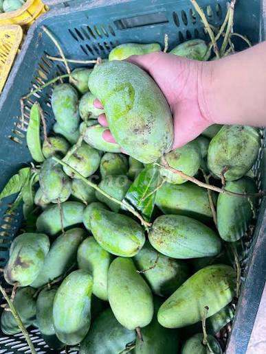 Xoài Đài Loan mini 5kg. Mua bán Đồ ăn, thực phẩm và các loại khác tại Quận Bình Thạnh Tp Hồ Chí Minh được đăng bởi Ty hình 1