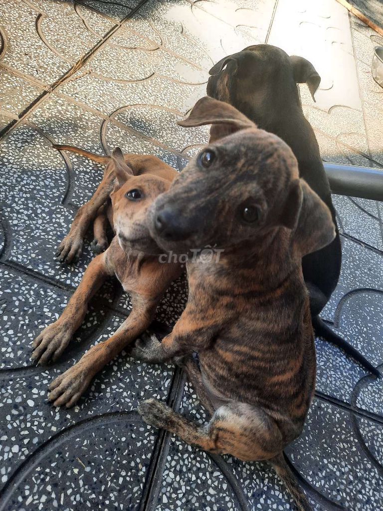 Chó Phú Quốc lưỡi đen. Mua bán Chó tại Huyện Gò Dầu Tây Ninh được đăng bởi Nguyễn Phi Nguyễn hình 7