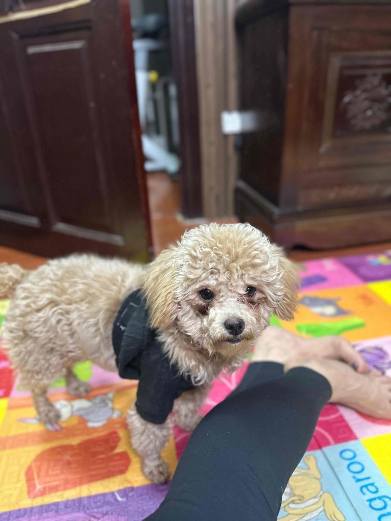 Bán chó poodle 6 tháng tuổi ngoan nhanh nhẹn