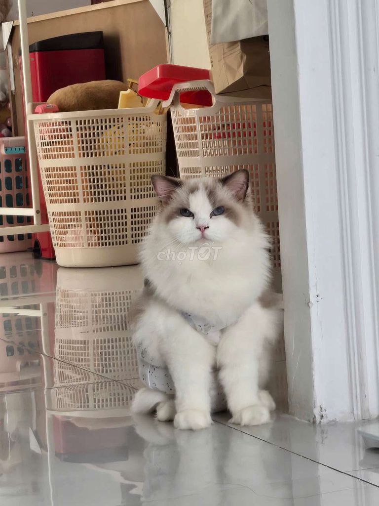 Mèo Gái Ragdoll Nhập