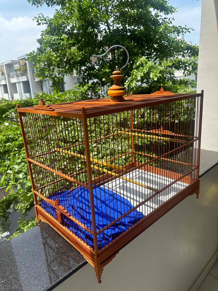 lực 60 cho chào mào