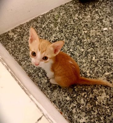 Tặng mèo cho những ai thực sự yêu thuong các bé. Mua bán Mèo tại Thành phố Thủ Đức Tp Hồ Chí Minh được đăng bởi Thang Huynh Long