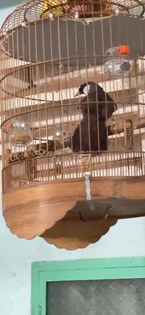 bán chim khứu. Mua bán Chim tại Huyện Long Thành Đồng Nai được đăng bởi Thinh Nguyen hình 1