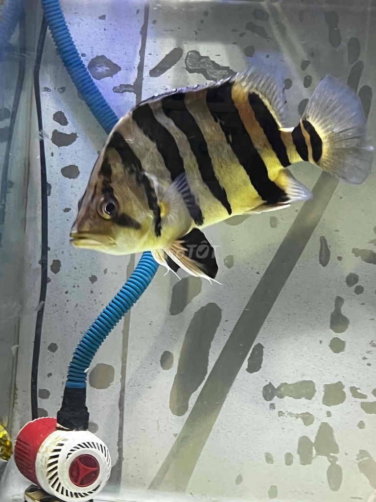 Cá cảnh Hổ Sumatra 22cm Vàng đen. Mua bán Thú cưng khác tại Huyện Vĩnh Thạnh Cần Thơ được đăng bởi Lê Trường Thi hình 1