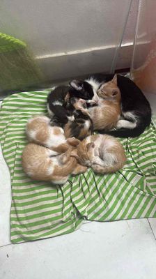 cho mèo cả mẹ lẫn con vì sắp phải đi định cư. Mua bán Mèo tại Quận 11 Tp Hồ Chí Minh được đăng bởi Wakaki Đào