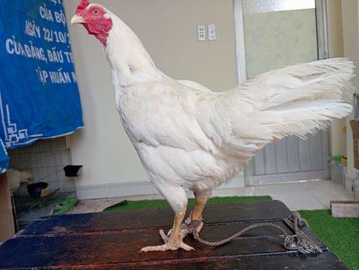 Mái thái giáp mã lại trạng 2kg5 a273. Mua bán Gà tại Quận 8 Tp Hồ Chí Minh được đăng bởi phương shop 