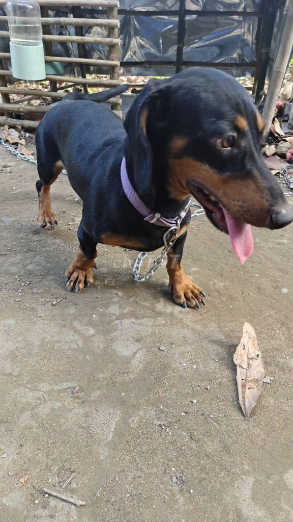 Chó lạp xưởng đen vàng 8 tháng. Mua bán Chó tại Thành phố Sa Đéc Đồng Tháp được đăng bởi Hưng hình 1