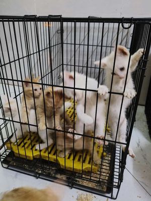 MÈO NHÀ ĐẺ, TRẮNG, VÀNG, NHỊ THỂ. Mua bán Mèo tại Huyện Thanh Trì Hà Nội được đăng bởi HÀ NỘI BẤT ĐỘNG SẢN