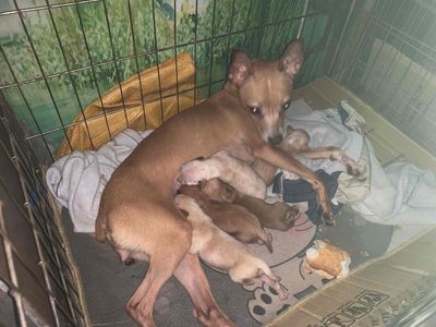 Đàn Phốc hươu 4 con. Mua bán Chó tại Quận Tây Hồ Hà Nội được đăng bởi Ngọc Hưng