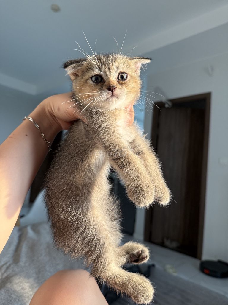 Tìm nhà cho mấy bé mèo nhà trồng 🫶