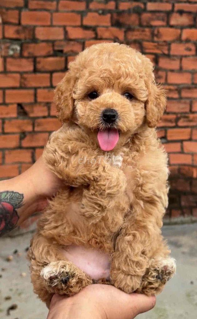 Chó Poodle Nâu đỏ & vàng mơ cả hai. Mua bán Chó tại Huyện Bình Chánh Tp Hồ Chí Minh được đăng bởi pom pet sài gòn hình 1