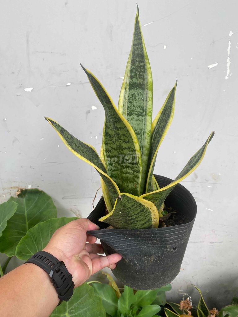 Cây cảnh Lưỡi hổ Xanh, vàng. Mua bán Cây cảnh, đồ trang trí tại Quận 12 Tp Hồ Chí Minh được đăng bởi Lê Bùi Bằng Tuân hình 1