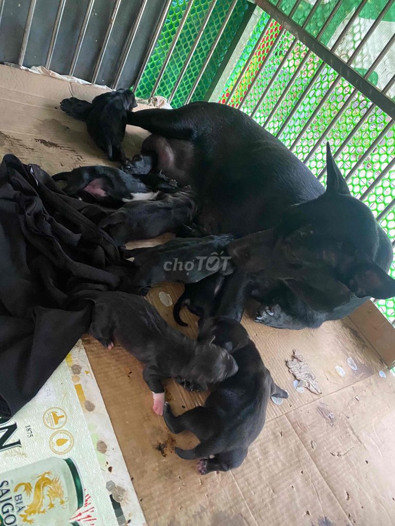 Chó con Đen cả hai 7 bé. Mua bán Chó tại Huyện Đức Hòa Long An được đăng bởi Nguyễn Nở hình 1