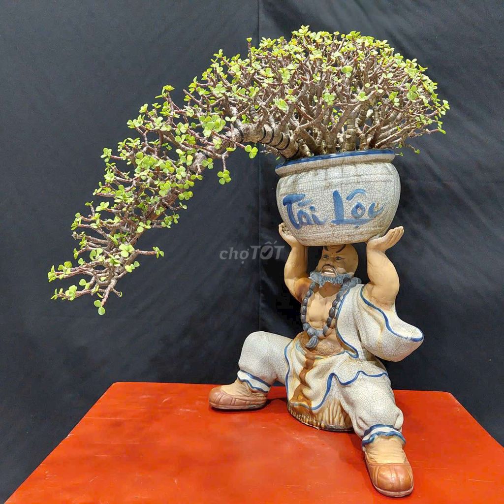 Cây đô la bonsai cao 40cm