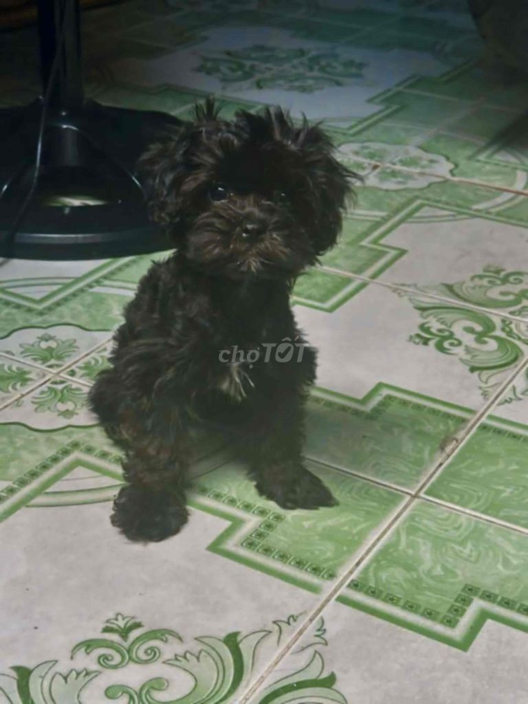 Poodle Tiny Đen Yếm trắng + From Dáng Đẹp Lông Dày