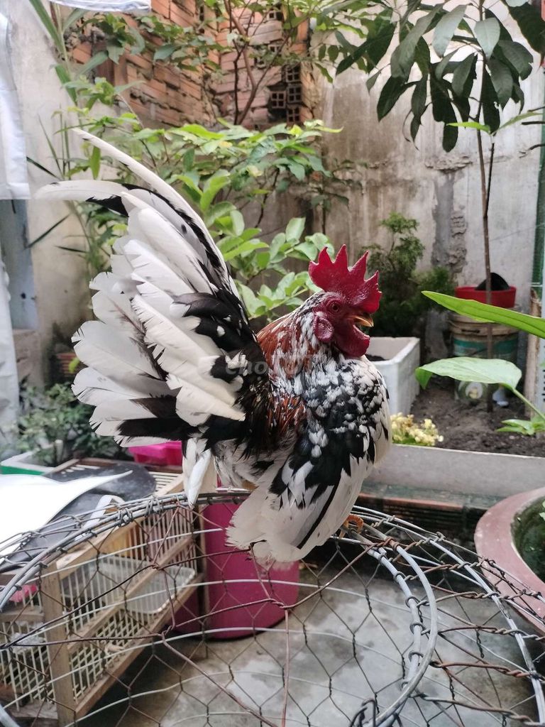 Gà Serama Đực Khỏe mạnh. Mua bán Gà tại Quận 4 Tp Hồ Chí Minh được đăng bởi Bùi Tiến hình 1